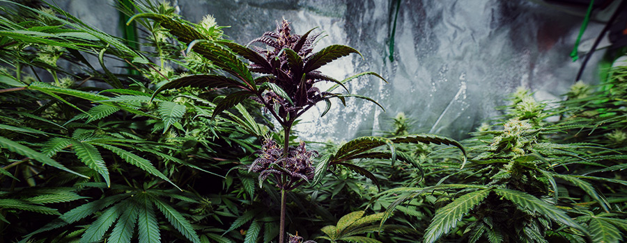 Plante De Cannabis Pourpre Plante De Cannabis Pourpre