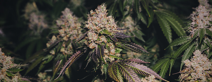 Marijuana Pourpre Marijuana Pourpre
