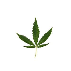 Ruderalis Cannabis Leaf