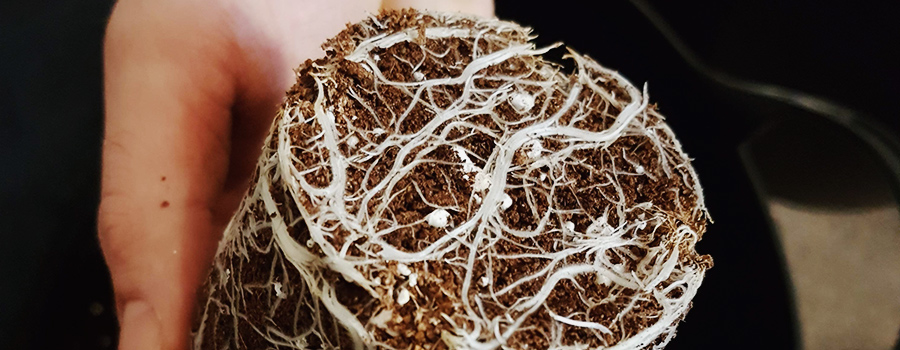 Transplantation De Plantes De Cannabis Racines