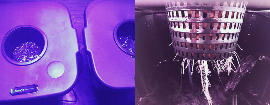 Culture en Eau Profonde Deep Water Culture Cannabis Culture en Eau Profonde Deep Water Culture Cannabis