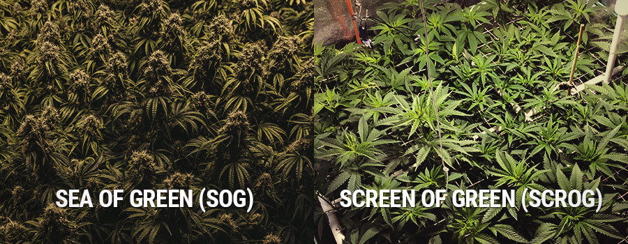 Mer de vert et écran de vert, SOG vs SCROG Mer de vert et écran de vert, SOG vs SCROG