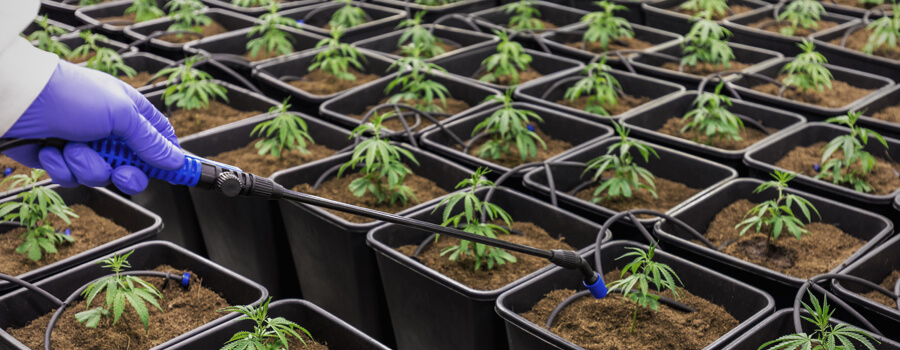 Sea Of Green Cannabis Méthode Sea Of Green Cannabis Méthode