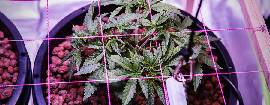 SCROG Technique Cannabis Culture SCROG Technique Cannabis Culture