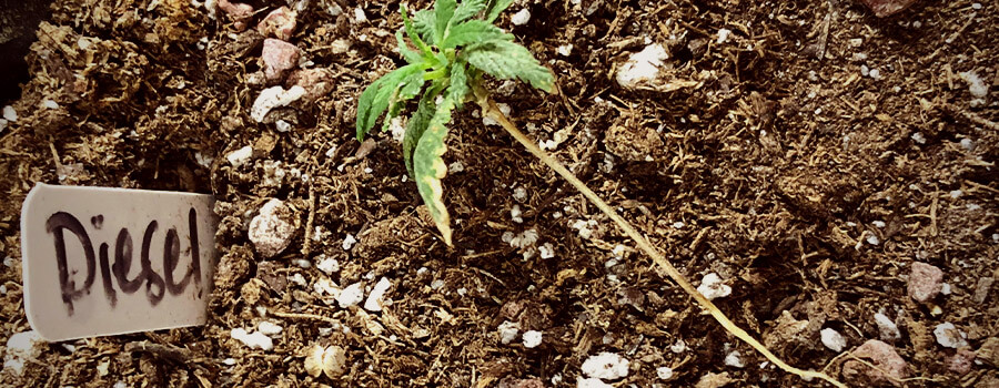 Fonte De Semis Plante De Cannabis 