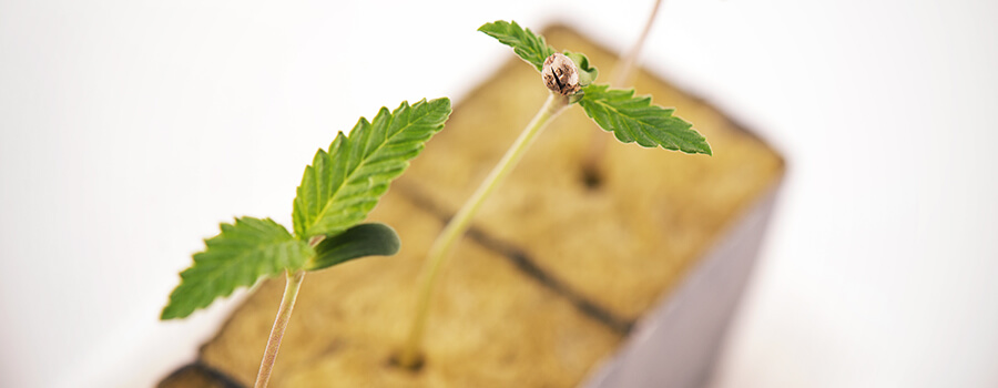 Quand Faut-il Transplanter Des Plants De Cannabis?