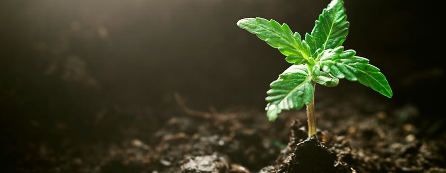 Phase De Jeune Pousse Cannabis