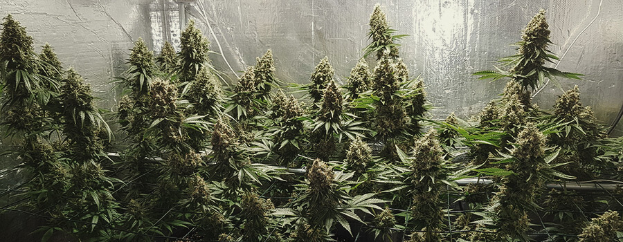 Shining Silver Haze 
