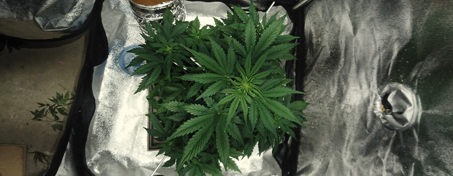 Culture D'Une Plante De Cannabis À La Maison Culture D'Une Plante De Cannabis À La Maison