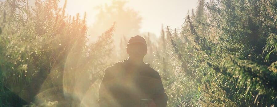 Plantation De Cannabis En Plein Air Dans Le Sol