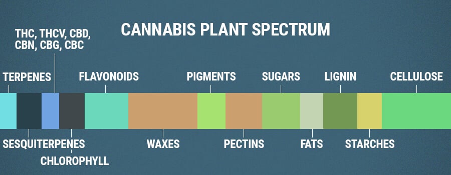 Flavonoïdes De Spectre De Plante De Cannabis