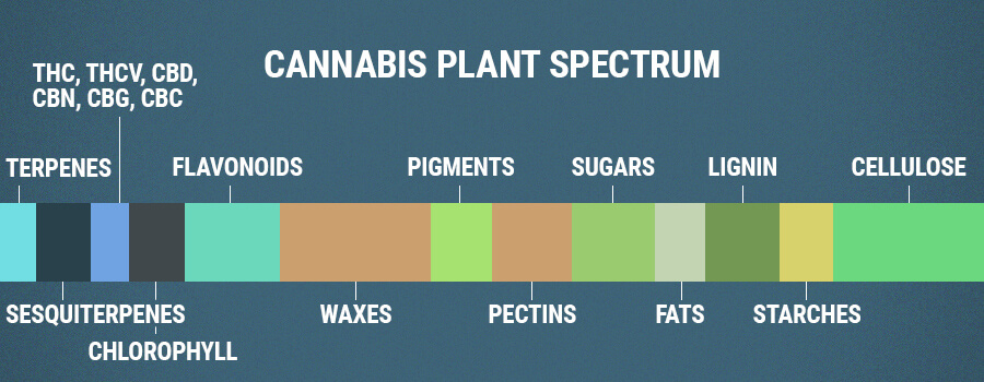 Flavonoïdes De Spectre De Plante De Cannabis