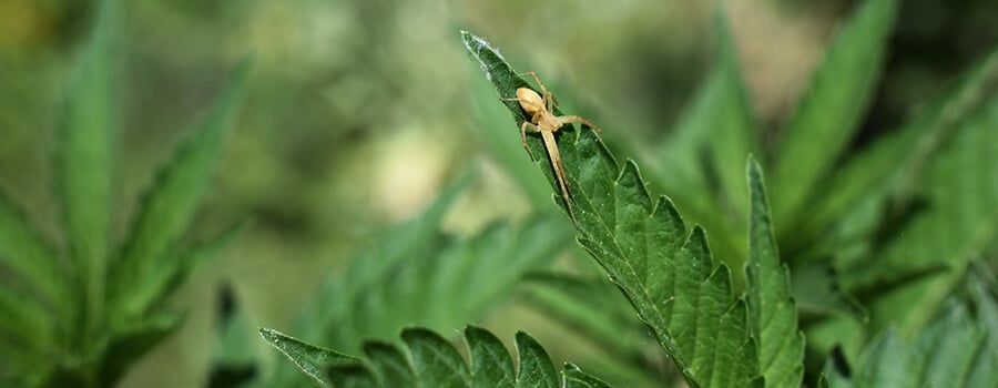 Araignées Cannabis Plantes