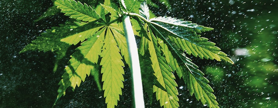 Privation De Lumière Pour Éviter Le Cannabis Pourri