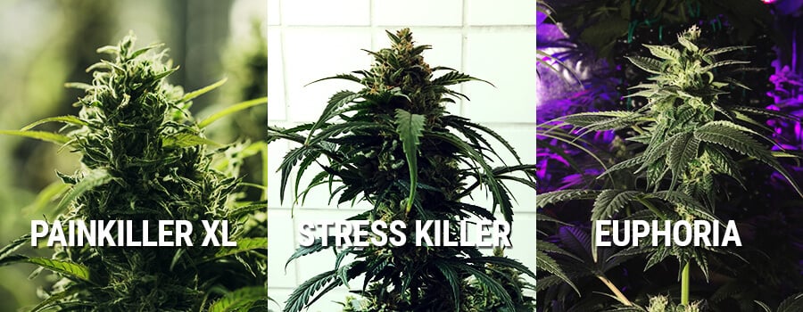 Cannabis Euphoria, Painkiller XL Et Stress Killer