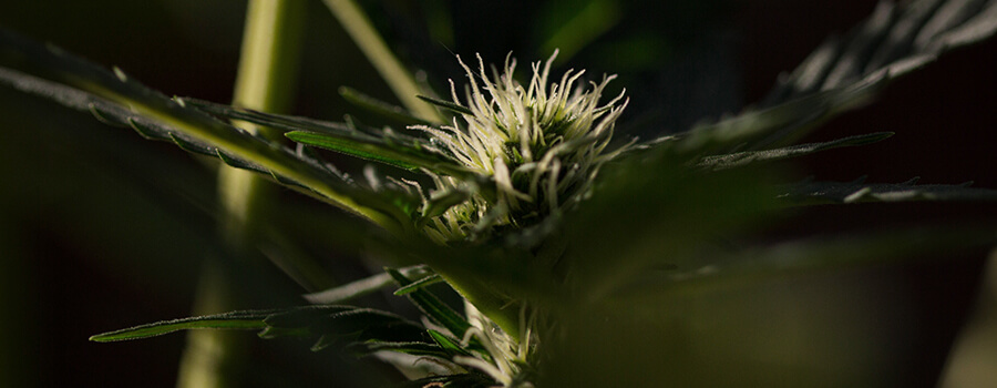Photopériode Cannabis