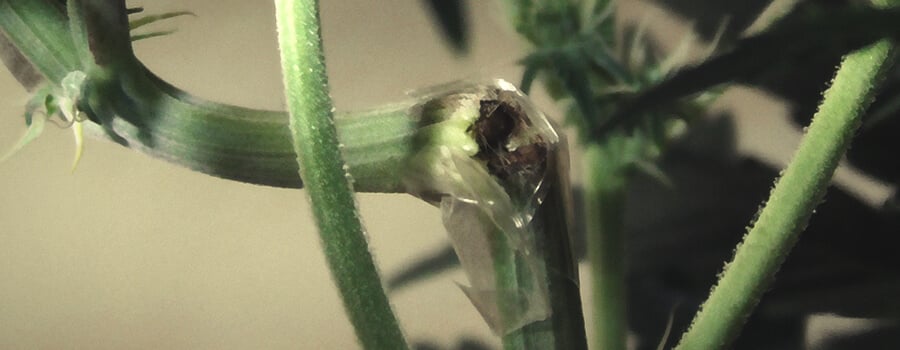 Super Cropping Cannabis Technique Plier Branches