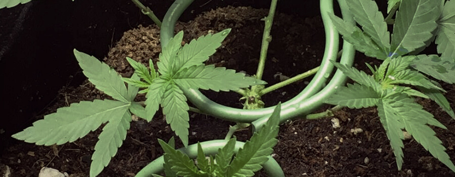 La sécurité avant tout partie 1 : cachez vos plants La sécurité avant tout partie 1 : cachez vos plants
