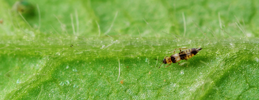 Thrips Cannabis Pest