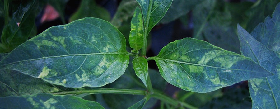 Virus De La Mosaïque Du Tabac Intérieur Tmv