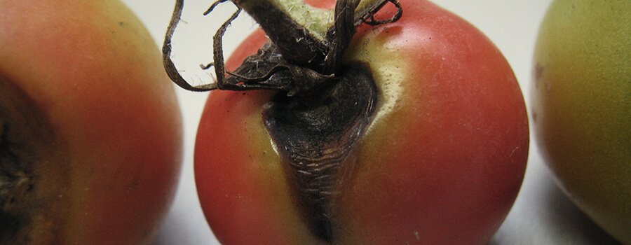 Le Champignon Alternaria Sur Les Plants De Tomates