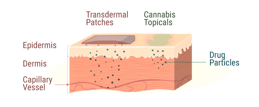 Les Produits Topiques Sont Infusés De Toute Une Variété De Cannabinoïdes Les Produits Topiques Sont Infusés De Toute Une Variété De Cannabinoïdes