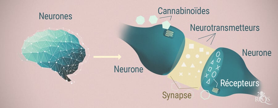Neurones, cannabinoïdes et neurotransmetteurs