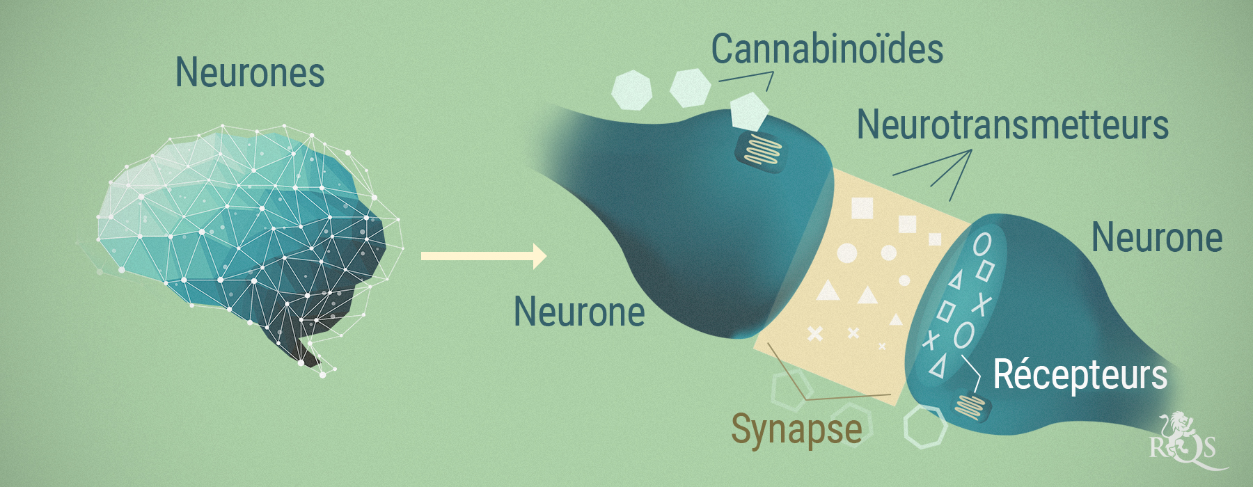 LE CBD ET LA SCHIZOPHRÉNIE LE CBD ET LA SCHIZOPHRÉNIE