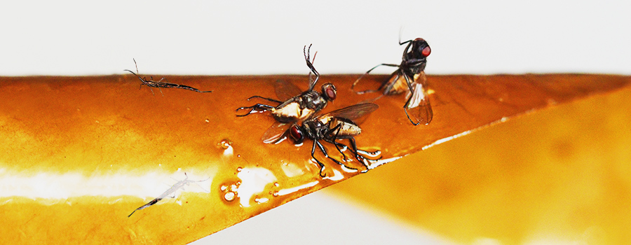 Prévention Et Contrôle Des Thrips
