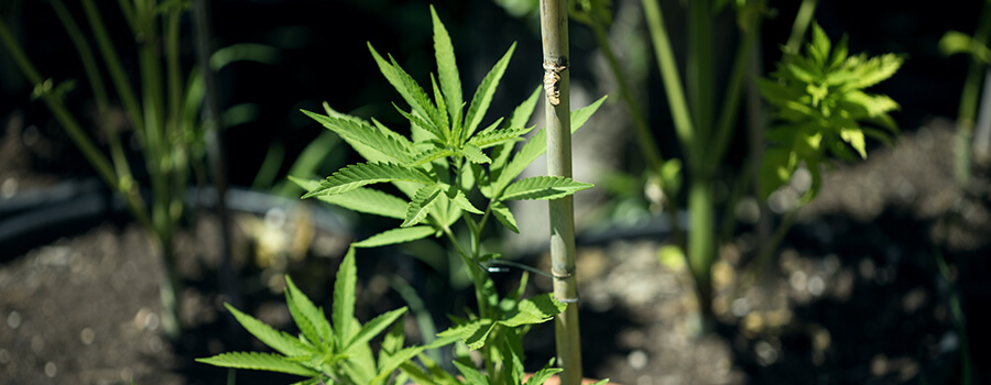 Palissage Cannabis Plante Palissage Cannabis Plante