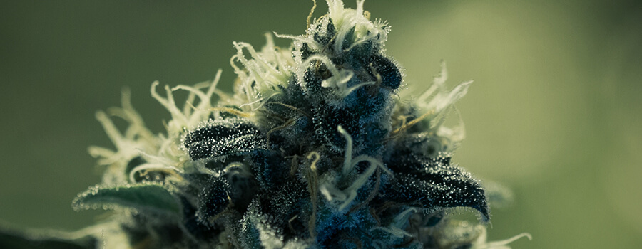 Stimuler La Production De Trichomes Avec Lumière Lec