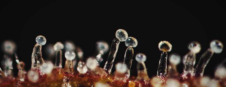 Des Trichomes Pleins De Terpènes