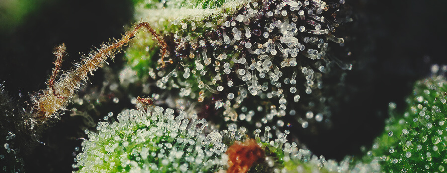 Les trichomes et les terpènes sont essentiels pour l'arôme de cannabis