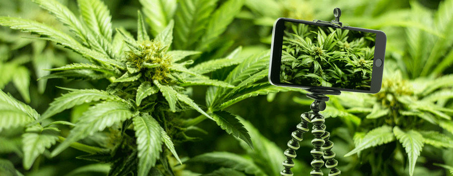 Trépied Pour Steady Shots Cannabis Trépied Pour Steady Shots Cannabis