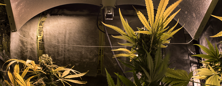 culture de cannabis à l'épreuve du bruit culture de cannabis à l'épreuve du bruit