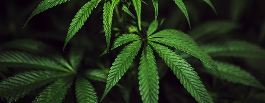 Période De Végétation Cannabis