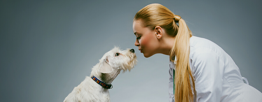 Cannabis Médical Pour Les Animaux De Compagnie Cannabis Médical Pour Les Animaux De Compagnie