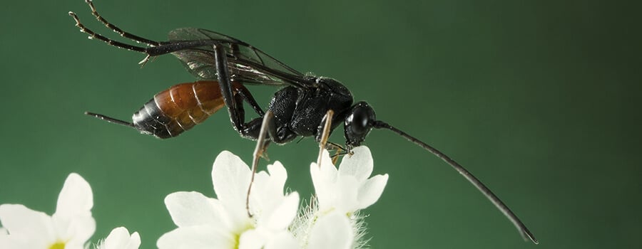  Guêpes Parasitiques Cannabis