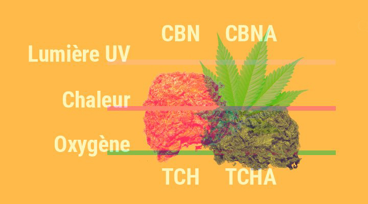 Pourquoi le cannabis perd sa puissance avec le temps ? Pourquoi le cannabis perd sa puissance avec le temps ?