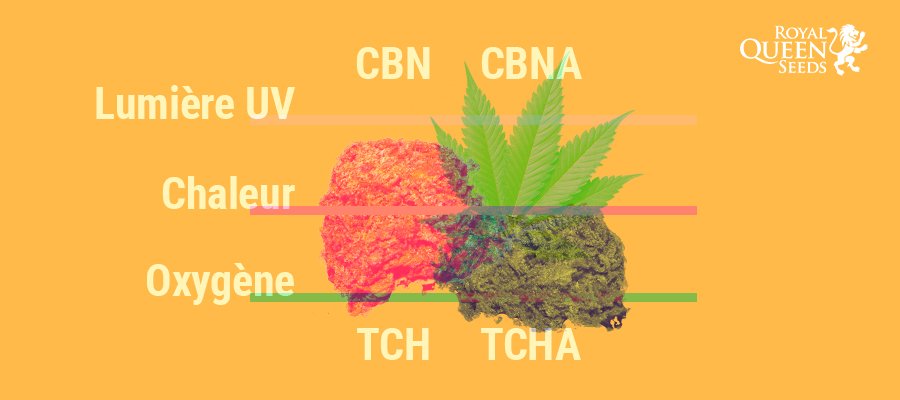 Pourquoi le cannabis perd sa puissance avec le temps ? Pourquoi le cannabis perd sa puissance avec le temps ?