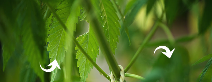 Cannabis De Pulvérisation Foliaire Cannabis De Pulvérisation Foliaire
