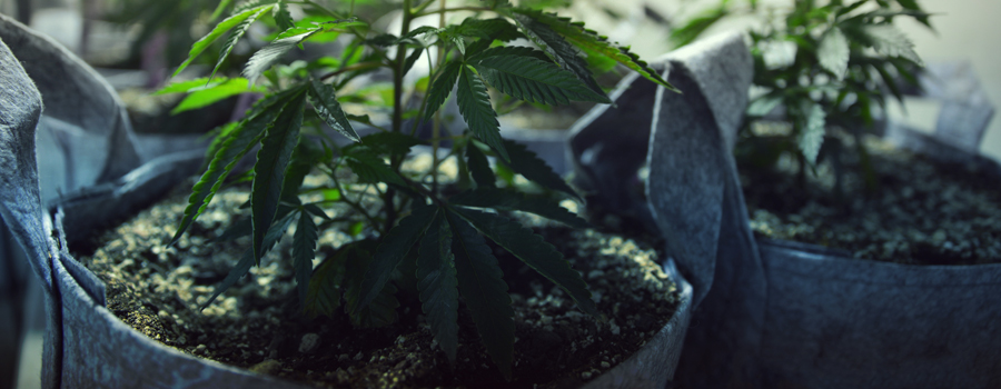 Cannabis cultivé chats et chiens