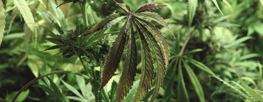 Molybdène deficiency cannabis plantation