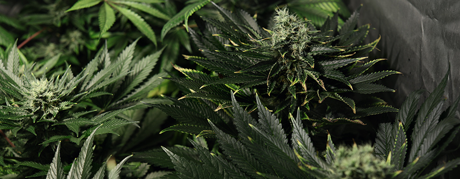 fertilisation en excès de nutriments au cannabis fertilisation en excès de nutriments au cannabis