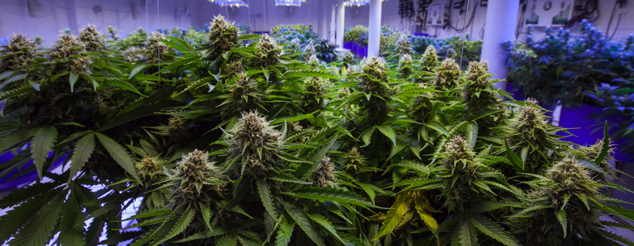 Industrie du cannabis en Allemagne