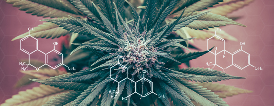Règlement sur les cannabinoïdes Inflammation Règlement sur les cannabinoïdes Inflammation
