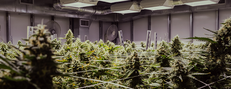 système immunitaire médical du cannabis système immunitaire médical du cannabis