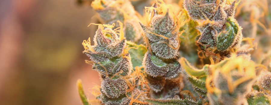 Les têtes de cannabis foxtailing causé par l'excess de chaleur ou stress lampe Les têtes de cannabis foxtailing causé par l'excess de chaleur ou stress lampe