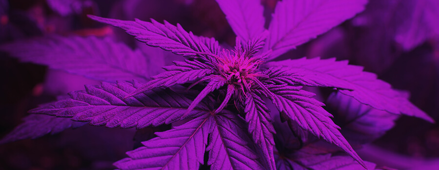Spectre Lumineux Lors De La Culture Du Cannabis Spectre Lumineux Lors De La Culture Du Cannabis