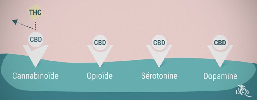 Récepteurs cannabinoïdes, opioïdes, de sérotonine et de dopamine